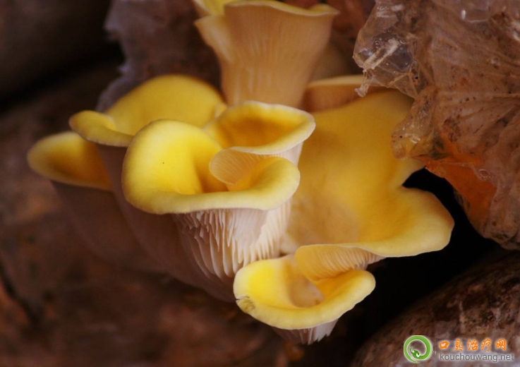 �ڳ����Գ��SĢ