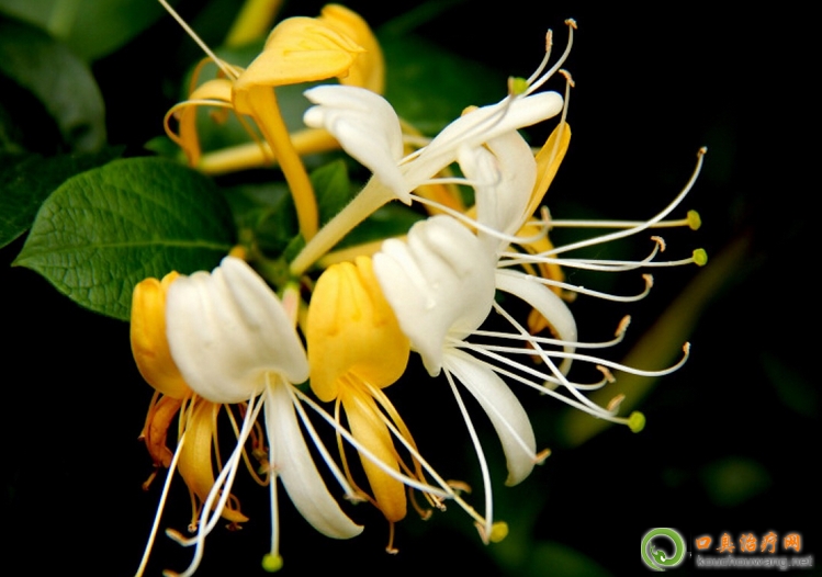 口臭可以吃金銀花 口臭可以吃金銀花