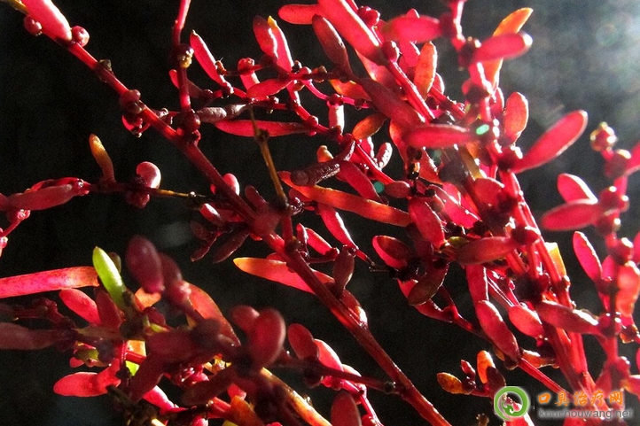 口臭可以吃堿蓬 口臭可以吃堿蓬