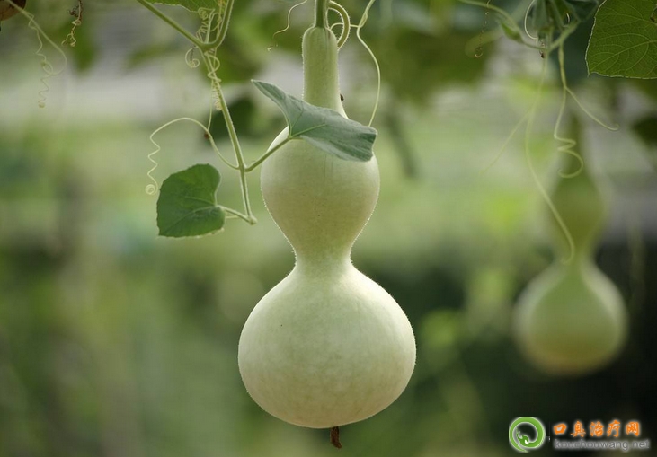 �ڳ����ԳԺ��J