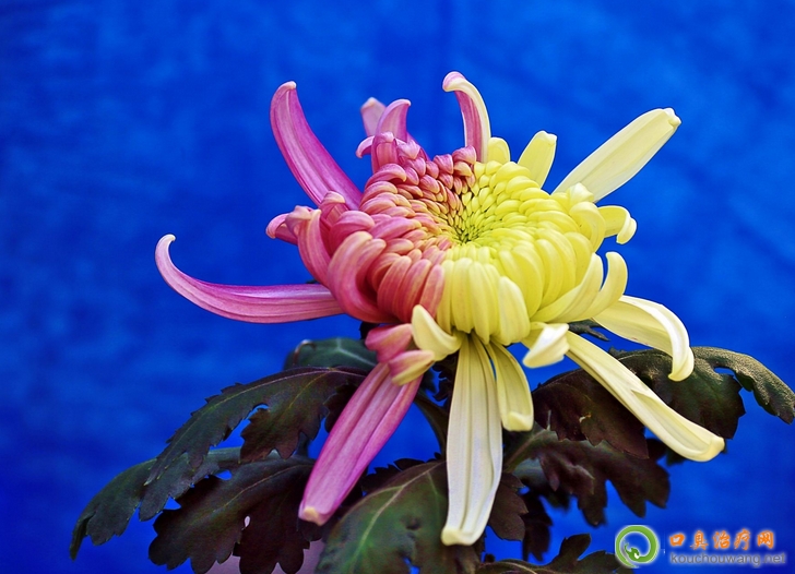 口臭可以吃菊花 口臭可以吃菊花