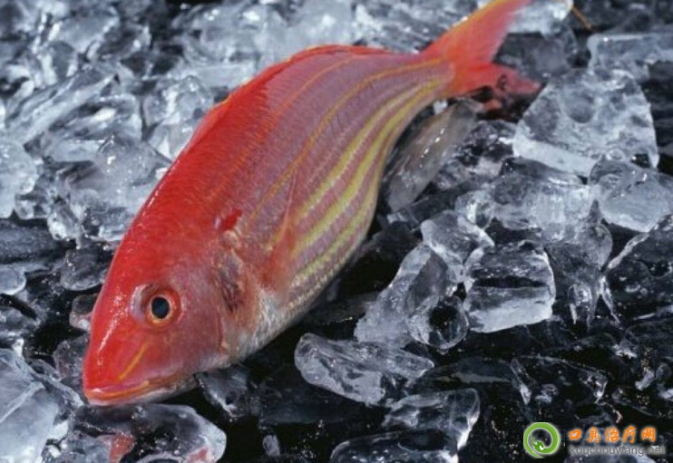 口臭可以吃紅衫魚 口臭可以吃紅衫魚
