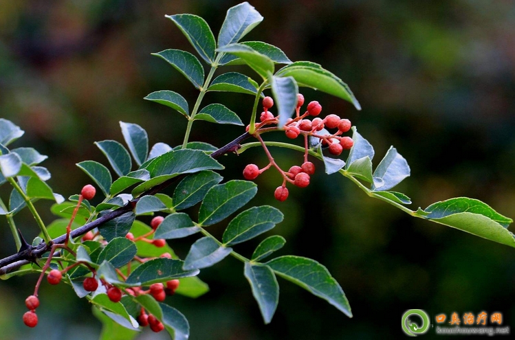 �ڳ����ԳԻ���